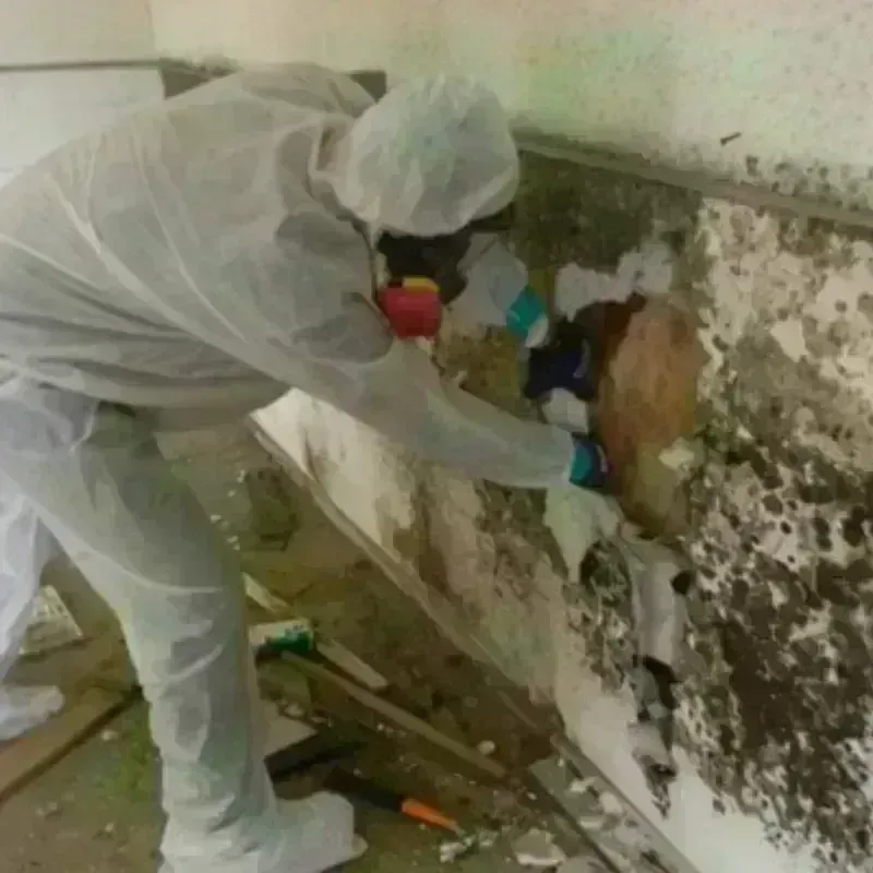 Mold Remediation and Removal in New Burlington, OH